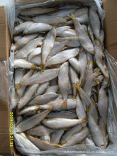 臨沂水產品批發市場解析 冷凍粗加工水產品價格與優質采購指南