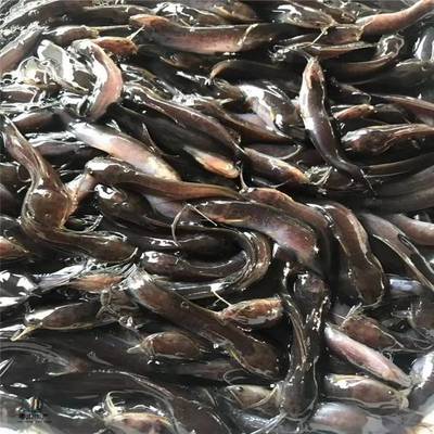 粵宏水產 專業批發優質埃及塘鲺魚苗，信譽為本，服務全國