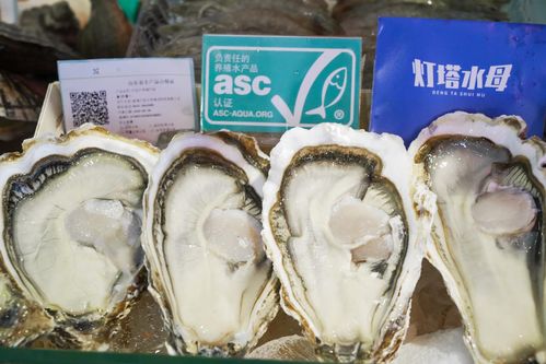 燈塔水母生蠔采購指南 品質、優勢與批發注意事項